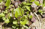 Roundleaf ragwort